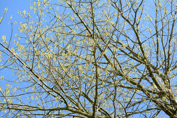 Catkins and buds of trees, A blue sky in the background.