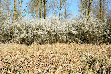 Hedges of hawthorn, Long grass in the foreground. Trees and a blue sky in the background.