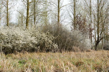 Hedges of hawthorn. Long grass in the foreground, Trees and a cloudy sky in the background.