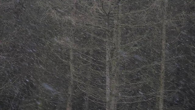 Wintery flurry in a Welsh forest, Brecon Becons, Wales