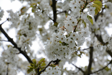  Cherry blossoms. White flowers on the right of the picture, blurred flowers and a cloudy sky in the background.