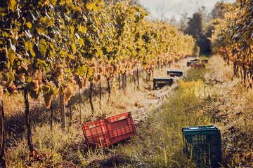 Farm with grapeyard and workers box for harvesting grape. Green valleys of grape bushes
