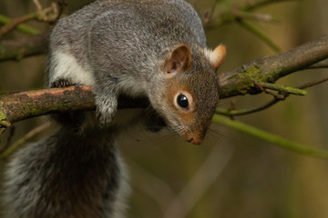 Naklejka na ściany i meble Cautious Grey Squirrel on a tree branch.