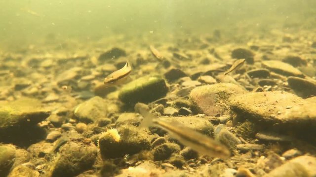 Unterwasser am Grund der Ruhr klopfen kleine Fische (Str&ouml;mer - Telestes souffia) an die Kamera. Kieselsteine sind mit Algen bewachsen. Echtzeit.