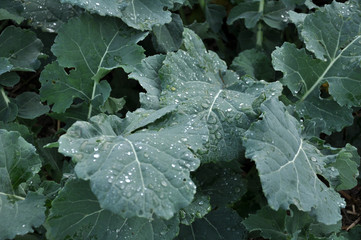 Autumn field with winter rape