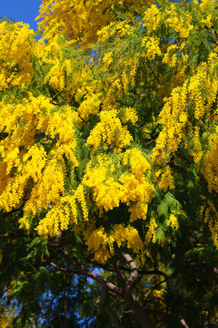 BORMES LES MIMOSAS
