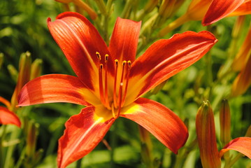 orange lily in the garden