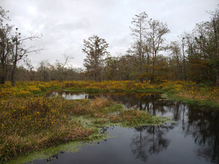 Fototapeta na wymiar View of Lake Martin, Louisiana.