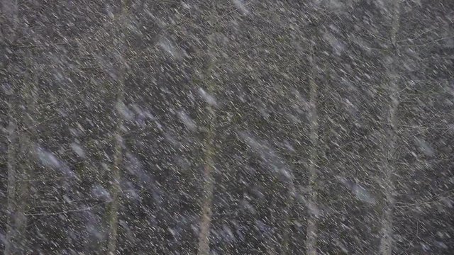 Wintery flurry in a Welsh forest, Brecon Becons, Wales