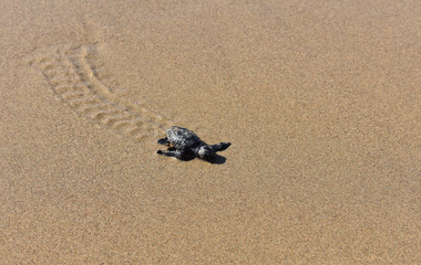 Fototapeta na wymiar baby turtle making its way to the sea