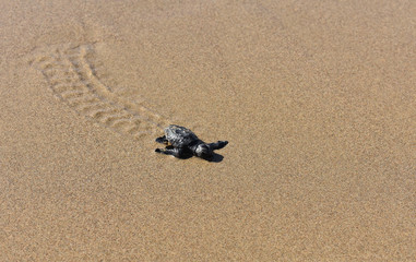 Fototapeta na wymiar baby turtle on its way to the sea for the first time