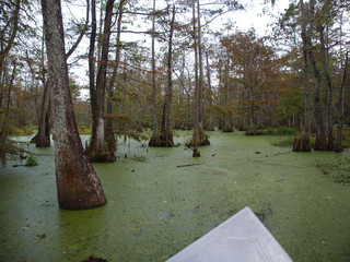 Fototapeta premium View of Lake Martin, Louisiana.
