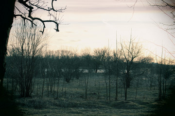 Gloomy garden...