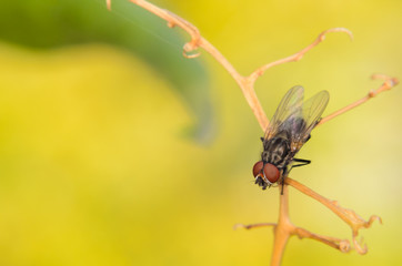 closeup of a common housefly on a yellow background