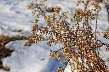 Solidago in winter