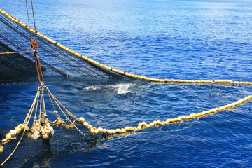 yellowfin tuna in the net of a tuna ship
