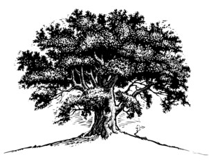Oak Tree