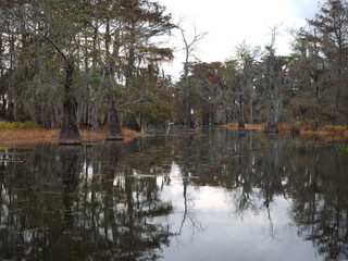 View of Lake Martin, Louisiana.
