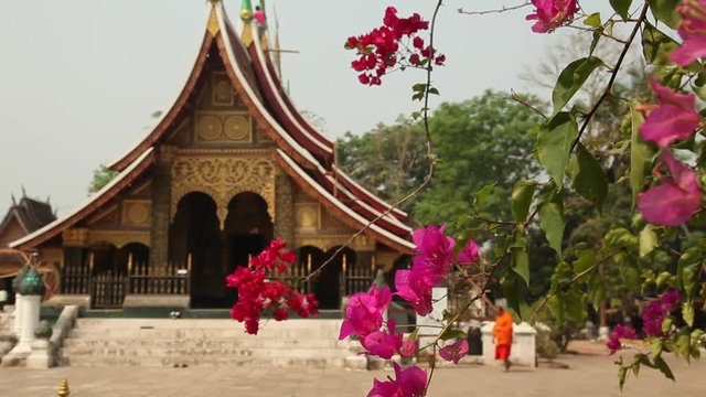 WS Buddhist monks walking at Buddhist Temple at Haw Kham, flowers in foreground / Luang Prabang, Laos