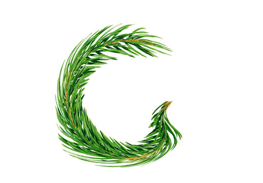 English letter G from fir-tree branches