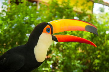 Naklejka premium Toucan Bird open beak