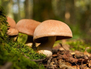 Wild Mushrooms 