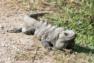 Iguana