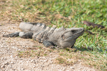 Iguana