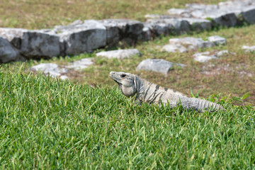 Iguana
