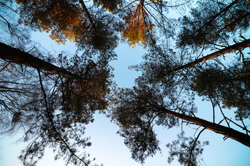 Tall Tree Branches