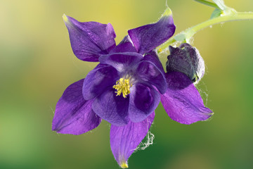 Purple aquilegia with bud in the garden, close-up. Granny’s bonnet, columbine.