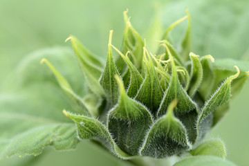 Side view of a early blooming sunflower. The flower is still closed. Helianthus annuus