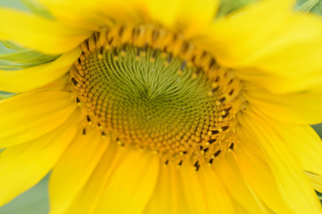 A view from above of a blooming sunflower. Heliotrope. Helianthus annuus