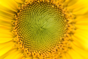 Close up of a blooming sunflower. Heliotrope. Front view. Helianthus annuus