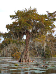 Cypress trees in Lake Martin, Louisiana.