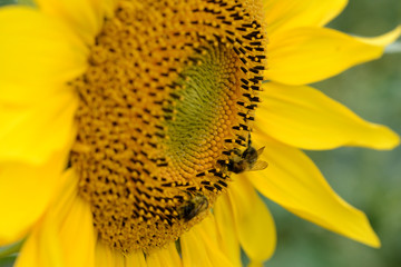 Close up of a blooming sunflower with a bee covered with pollen. Heliotrope. Helianthus annuus