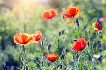 poppy field in a sunny day