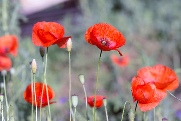Obraz premium poppy field in a sunny day