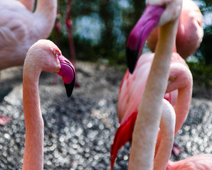 Some waiting flamingos