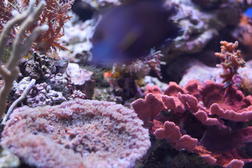 tropical fish in coral reef