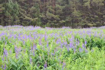 field of purple flowers