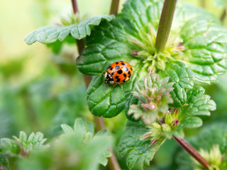 A ladybug stands on a plant in Baton Rouge, Louisiana, USA.