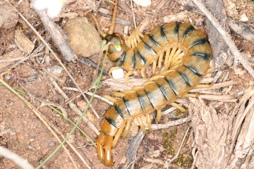 close up of an iberic centipede Scolopendra cingulata