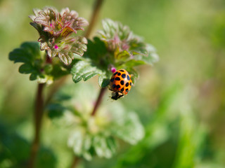 A ladybug stands on a plant in Baton Rouge, Louisiana, USA.