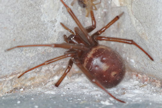 picture of a closeup macro of a false widow Steatoda grossa taken in Spain