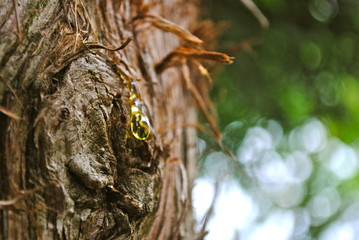 sap on a tree