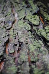 mold on a bark of a tree