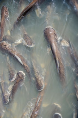 Pangasius fishes