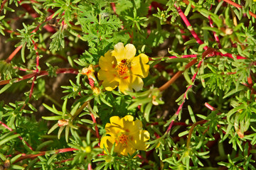 Yellow flowers of portolac.