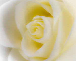 Abstract close up of yellow rose flower